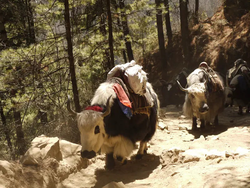 We stand in out of the way of these huge hairy yaks near Phunke Tenga
