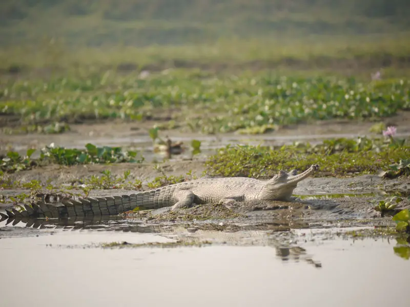 Gharial crocodile sunbathing at Chitwan National park, Nepal