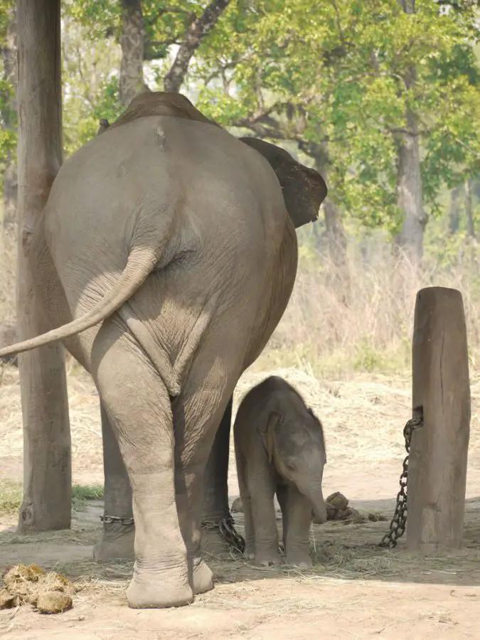 Mother and baby elephant at Chitwan National park
