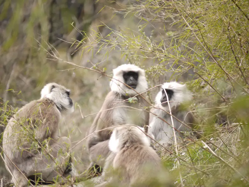 Common Langur monkeys hang out along the mountainside watching us, watching them
