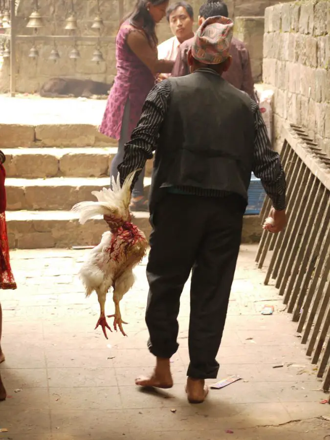 Man with his beheaded chicken, Dakshinkali