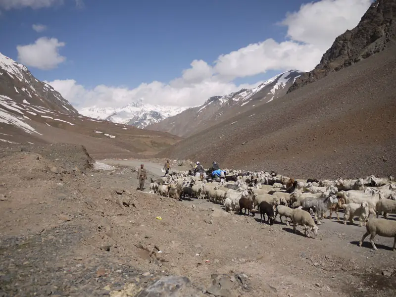 Shepherd at work on the Manali-Leh road, Ladakh
