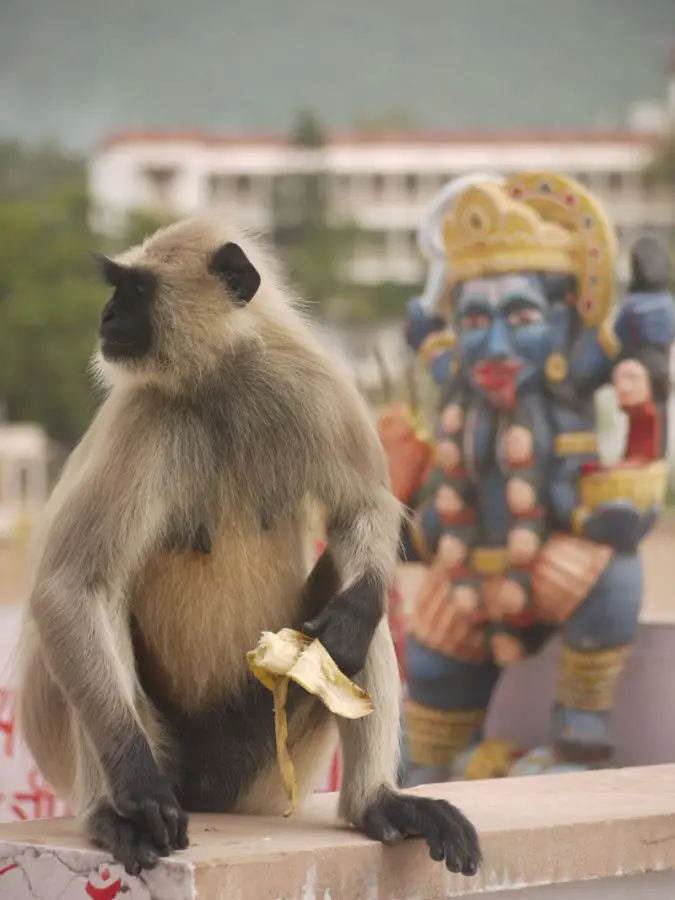Monkey with Hindu Deity, Pushkar