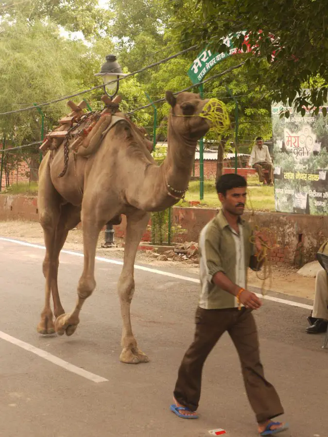 A man walking his camel through the Taj Ganj area, Agra