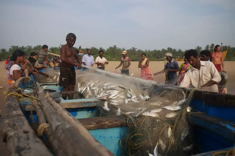 Fishermen sorting through the catch on Gokarna main beach, India