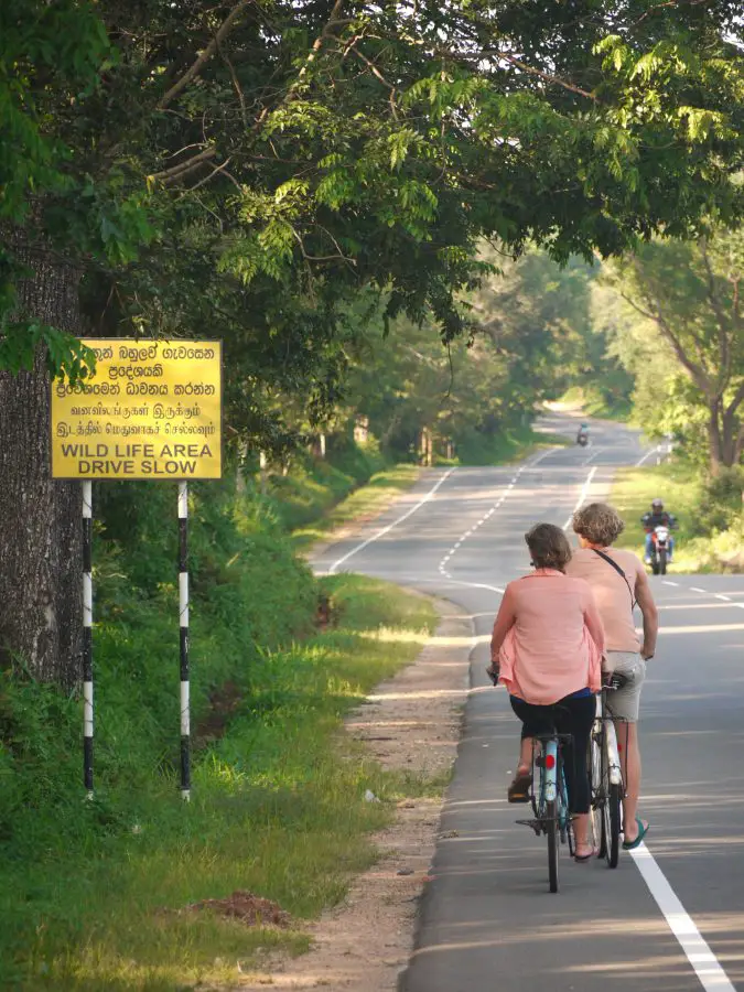 Cycling to Minneriya National Park, trying to spot wild elephants