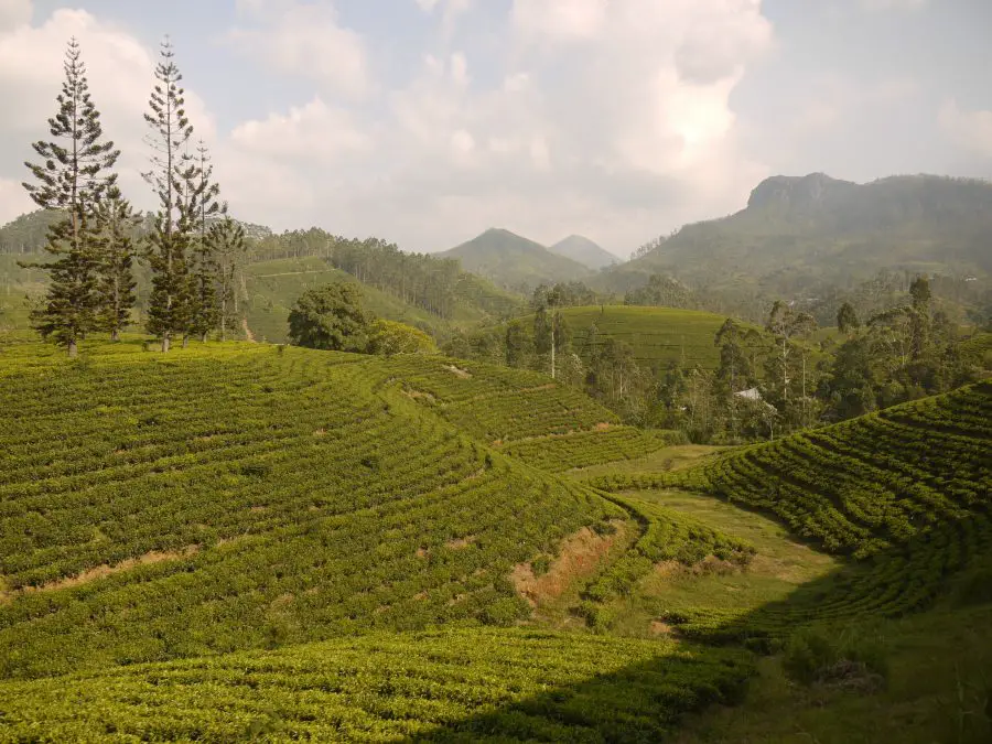 Tea plantations as far as the eye can see in central Sri Lanka