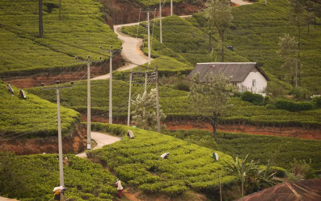Colonial Nuwara Eliya, The Home Of Sri Lankan Tea