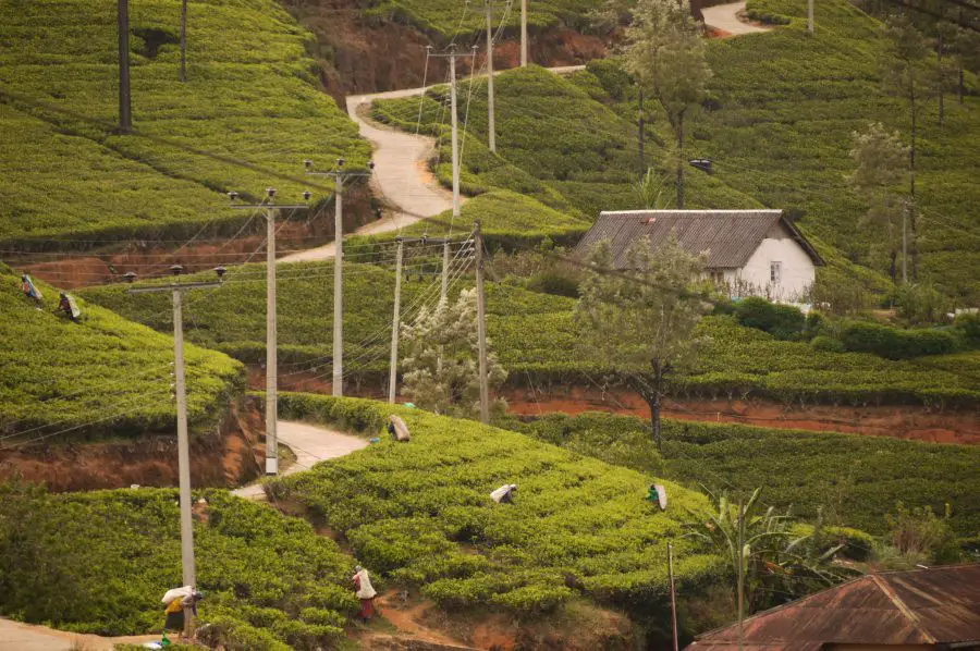 Workers picking tea leaves int the plantations surrounding the Labookellie Tea Factory, Nuwara Eliya, Sri Lanka