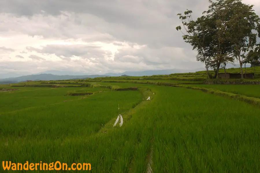 Rice Paddies as far as the eye can see on the way to King’s Palace in Pagaruyung, Sumatra, Indonesia