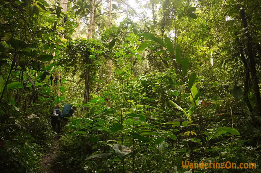 Noelle hiking through the dense Sumatran Jungle in Kerinci Seblat National Park