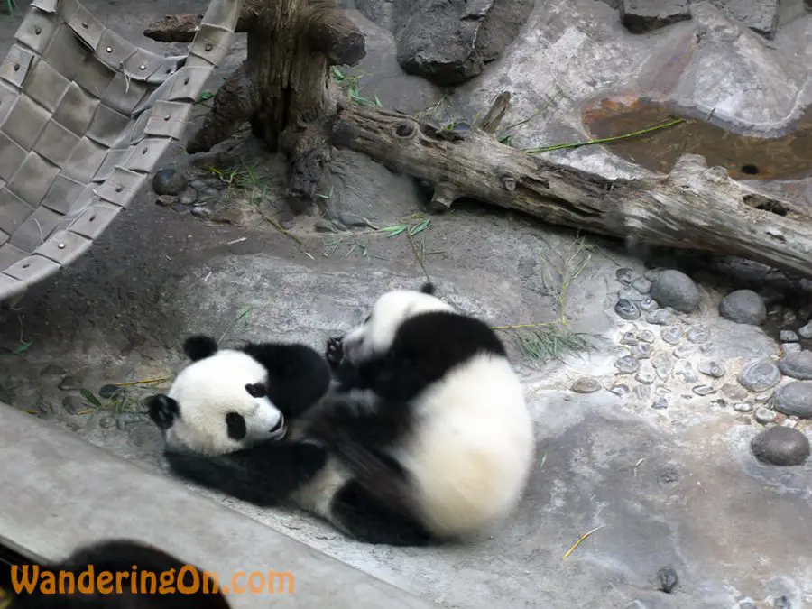 Baby Pandas at Beijing Zoo
