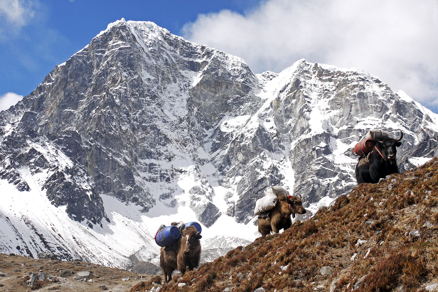 Three yaks stop for a rest en route to Everest Base Camp