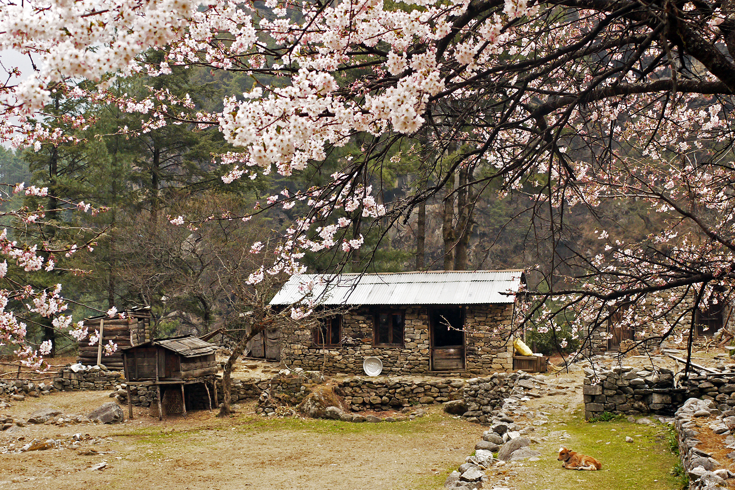 Cherry blossoms frame a simple house on the walk from Lukla to Jiri