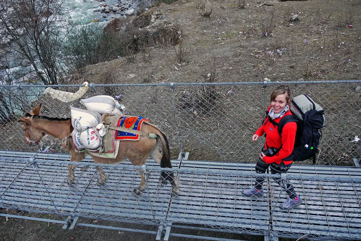 Crossing a suspension bridge with a pack of mules