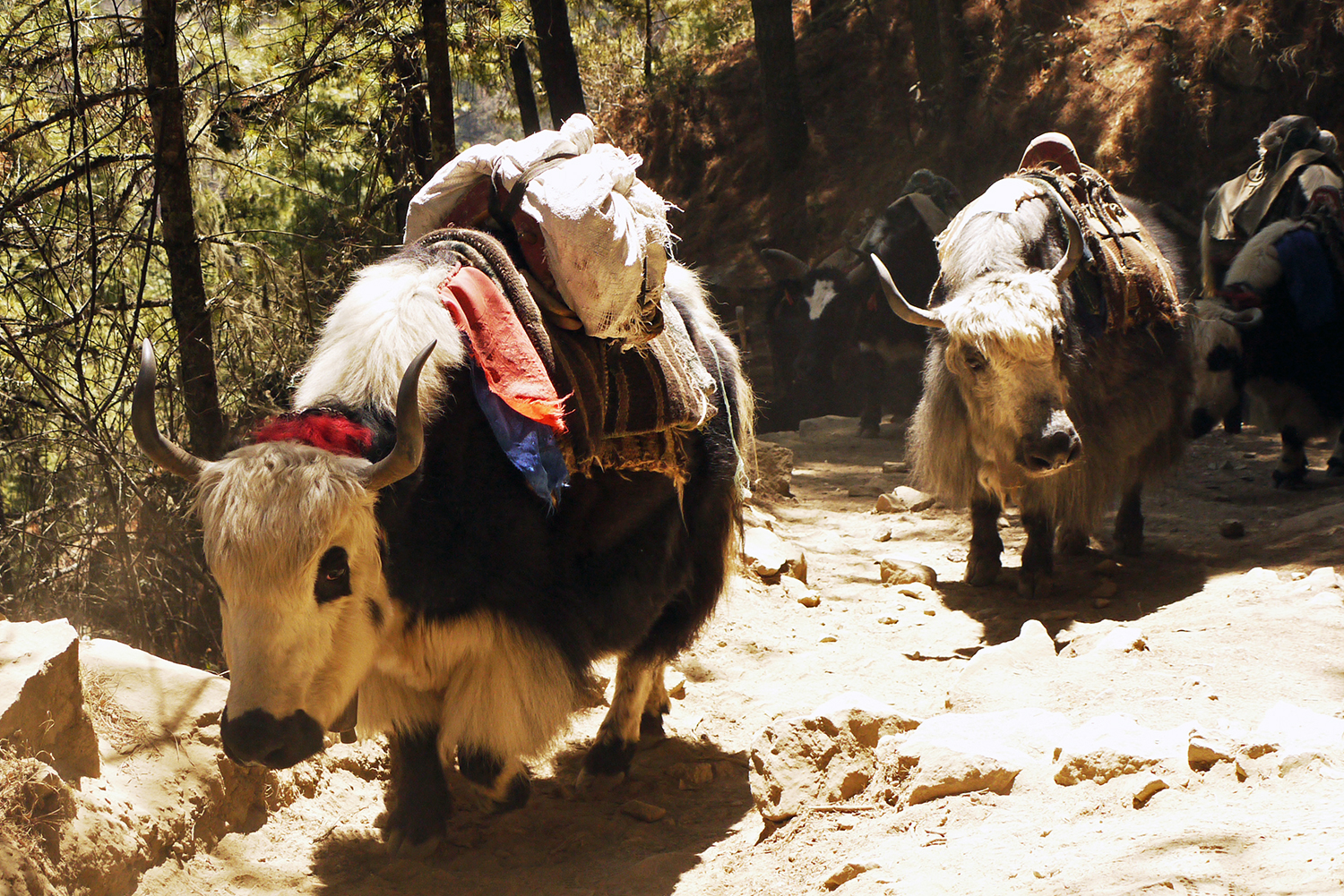 Sharing the path on the EBC trek with shaggy yaks | Everest Base Camp Trek independently 
