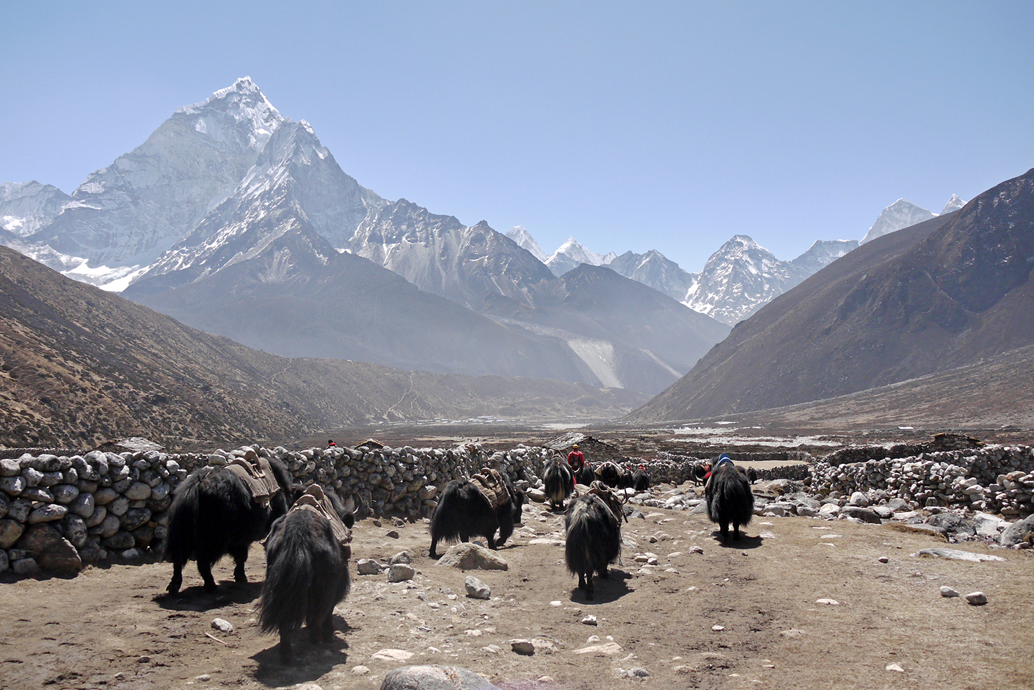 Everest Base Camp Trek unguided | Yaks being herded back down the mountain after carrying supplies to base camp