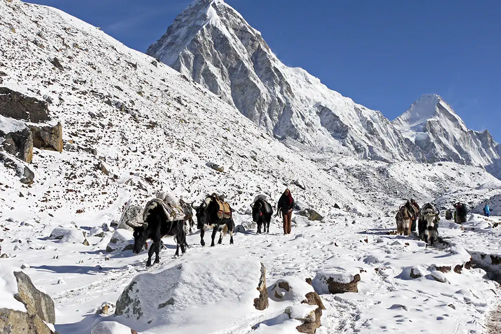 Yaks walking the EBC trail in heavy snow | Everest Base Camp Trek without a guide 
