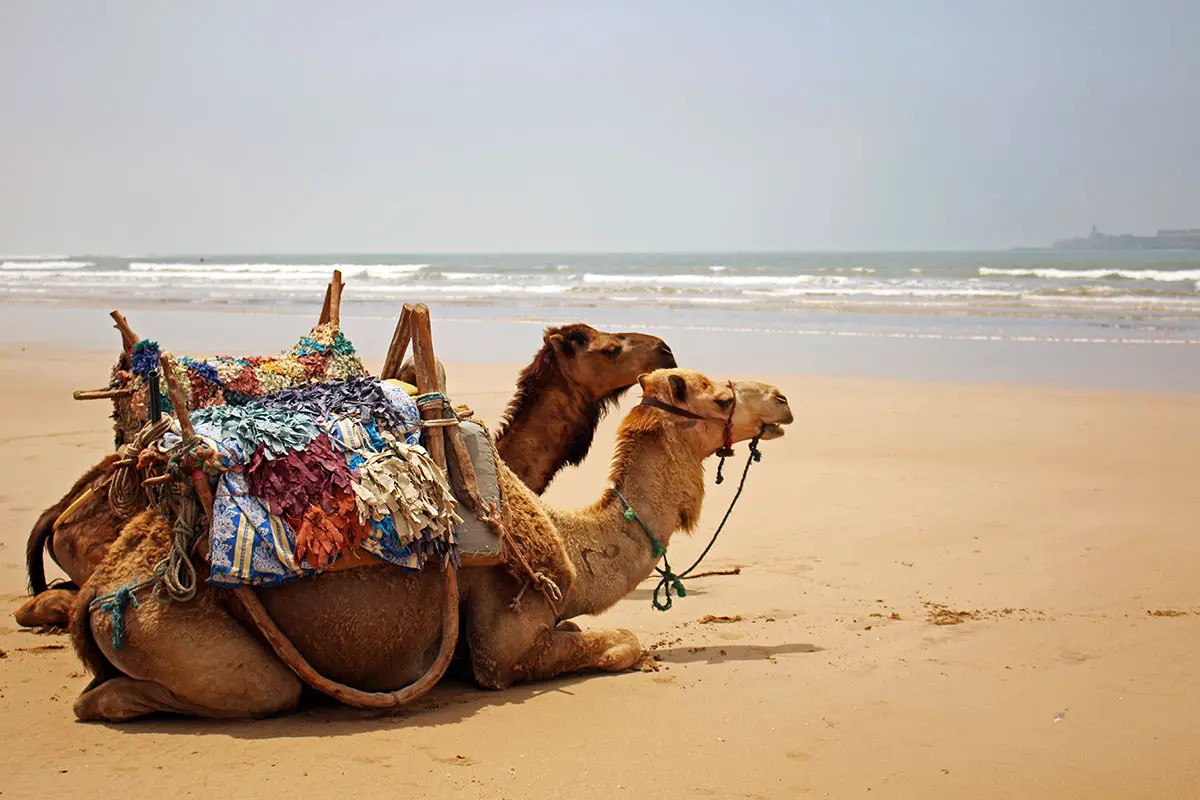 Camels chilling on the beach at Essaouira.
