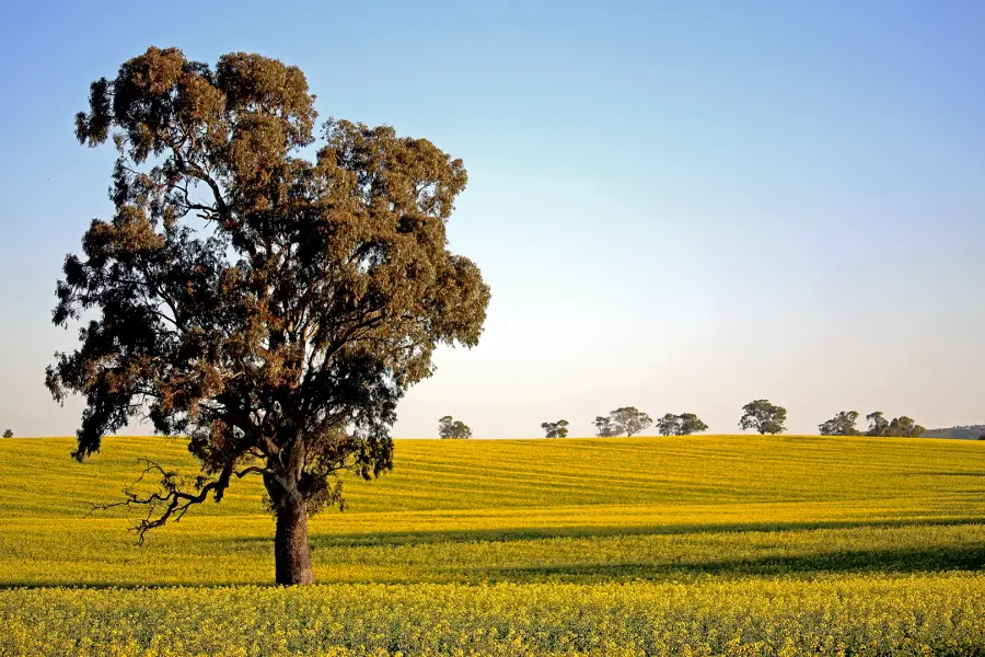 driving from Alice Springs to Adelaide | A lone tree amongst the canola Blooms in the Clare Valley