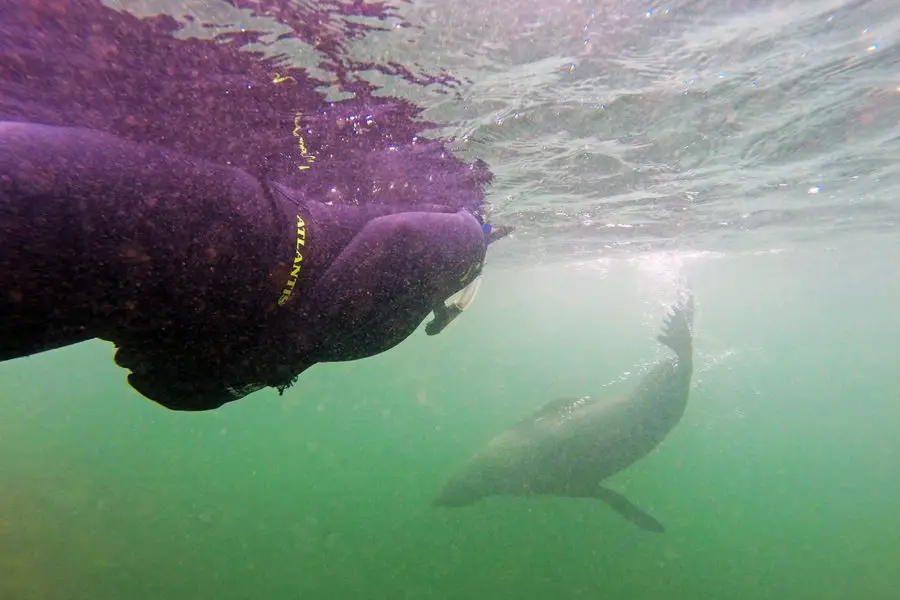 seal swim Kaikoura | New Zealand wildlife experience