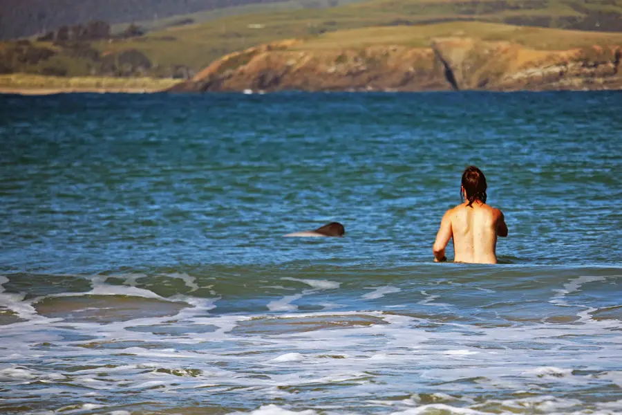 Swim with dolphins New Zealand