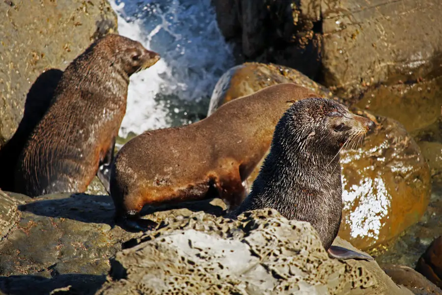 Kaikoura seal colony | New Zealand wildlife