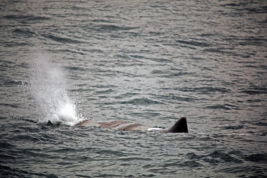 A sperm whale breaching off the Kaikoura coast | whale watching Kaikoura | New Zealalnd wildlife