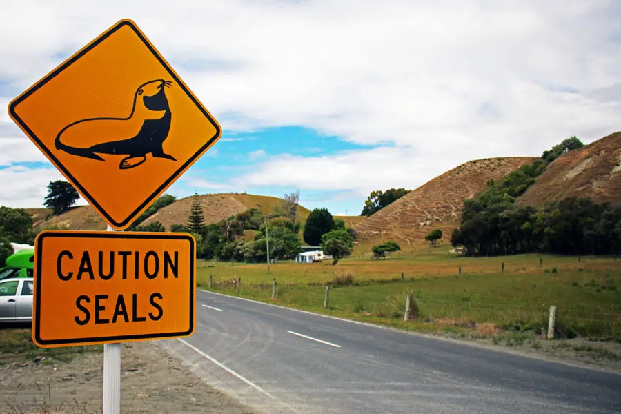 'Caution Seals' road sign in Kaikoura | 5 Epic New Zealand Wildlife Encounters