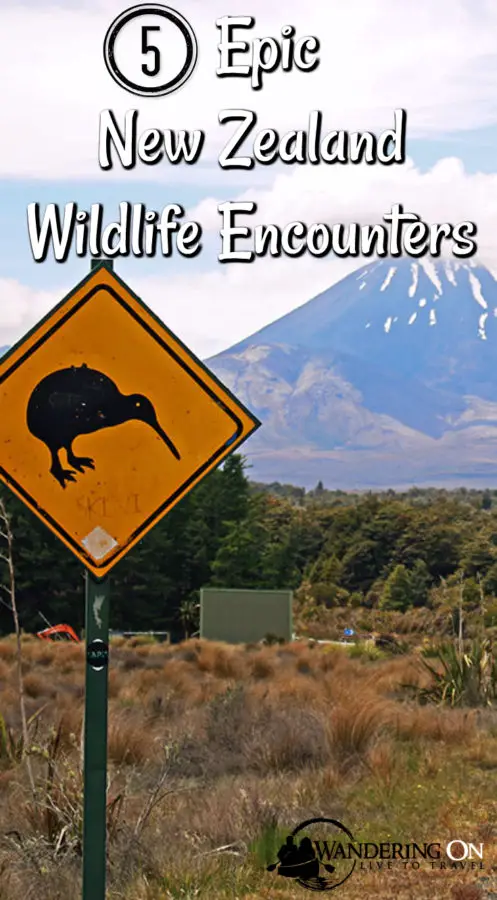 5 Epic New Zealand Wildlife Encounters