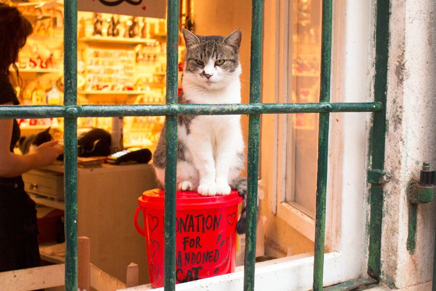 cat sitting on a donation box | Cats of Kotor