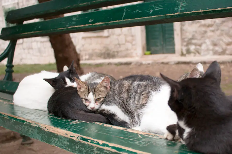 Cats sleeping on a bench in Wood Square | Cats of Kotor